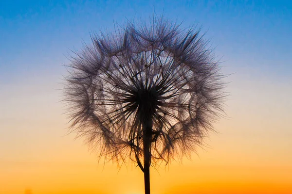 Fluffy grande dente di leone sullo sfondo del sole al tramonto — Foto Stock