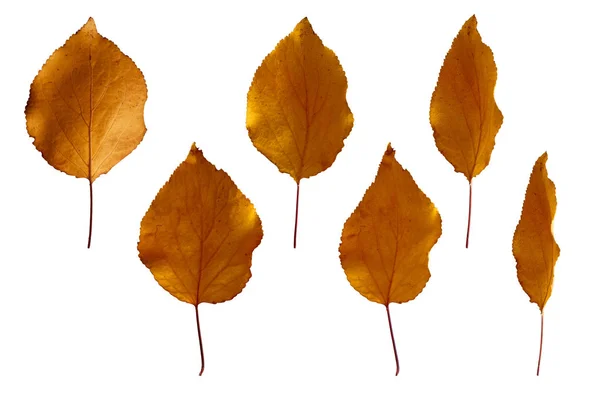 Outono amarelo damasco folhas isoladas no fundo branco — Fotografia de Stock