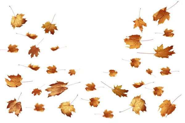 Autumn falling leaves on a white background as a graphic resource. — Stock Photo, Image