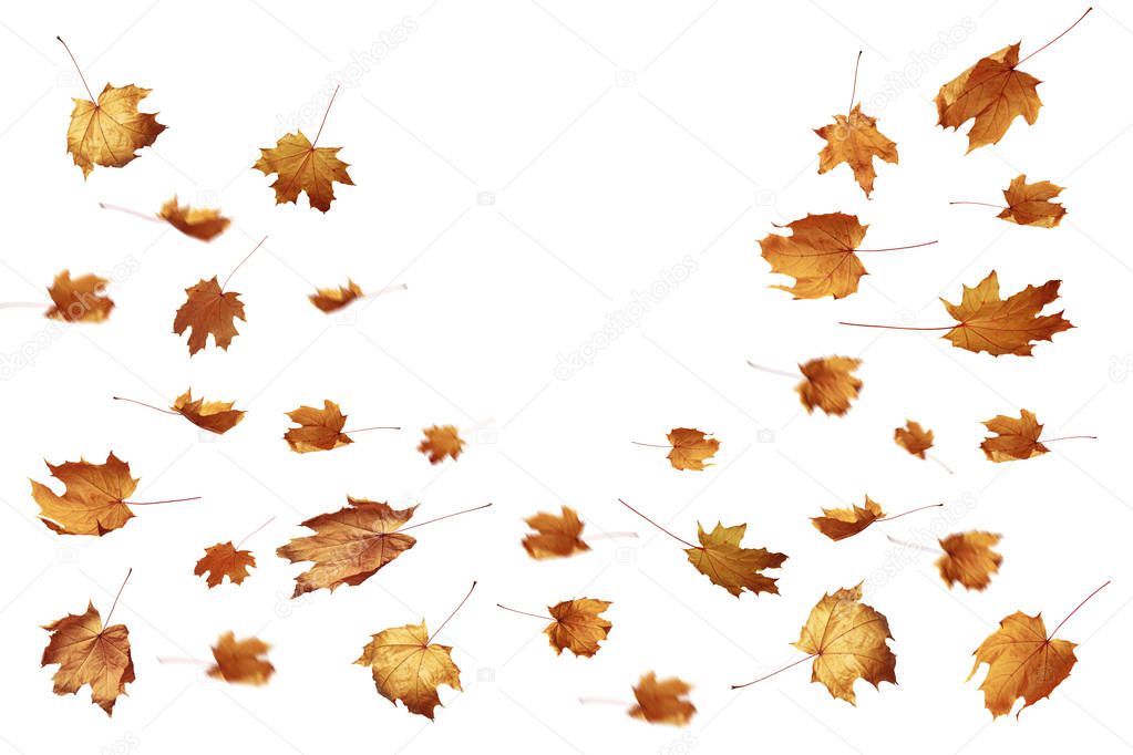 Autumn falling leaves on a white background as a graphic resource.