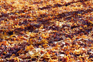 Sonbahar sarı zemine dışarı dökülen yaprakları