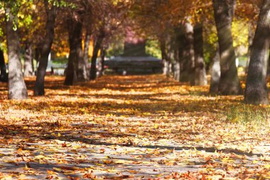 Yolun parkta mayınları ile sonbahar yaprakları