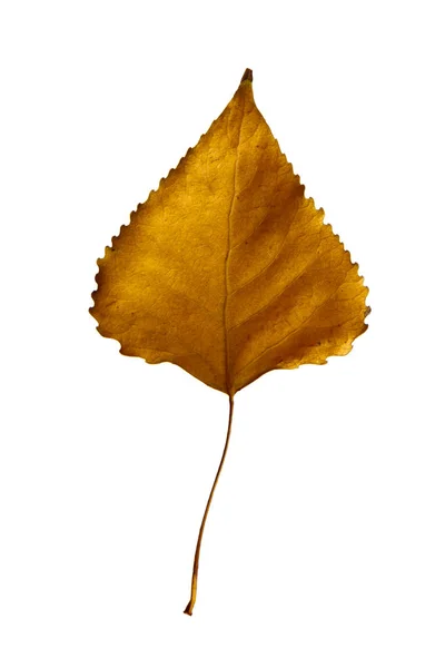 Podzimní žlutý topolový list izolovaný na bílém pozadí — Stock fotografie