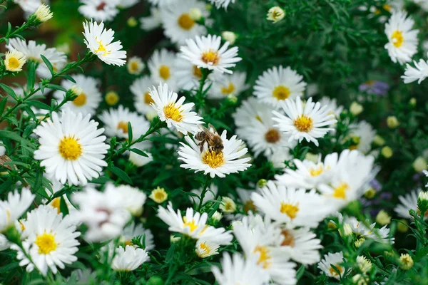 Abelha coletando pólen em uma pequena margarida branca — Fotografia de Stock