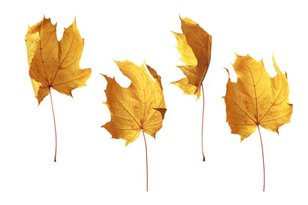 Höst gul poppel blad isolerad på vit bakgrund — Stockfoto