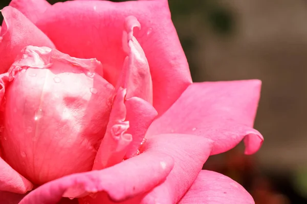 Jardín rojo rosa primer plano sobre fondo verde natural — Foto de Stock