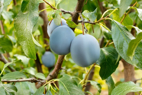 Las ciruelas azules cantan en un árbol en el jardín — Foto de Stock