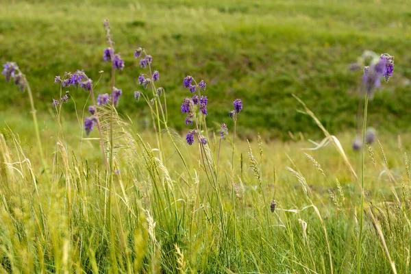 Aydınlık bir yaz gününde Steppe otlarının otları