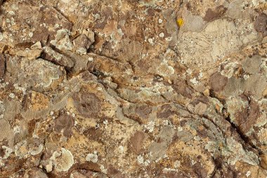 Taşların üzerindeki çok renkli yosun dokusu..