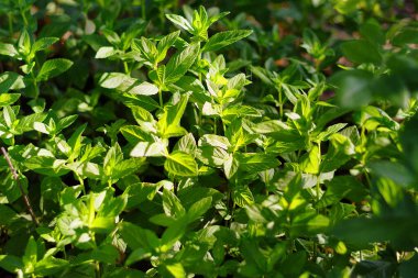Arka plan olarak parlak taze limon merhemi yaprakları.