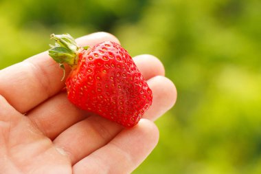 El, yeşil arka planda parlak, olgun bir çileği tutuyor.
