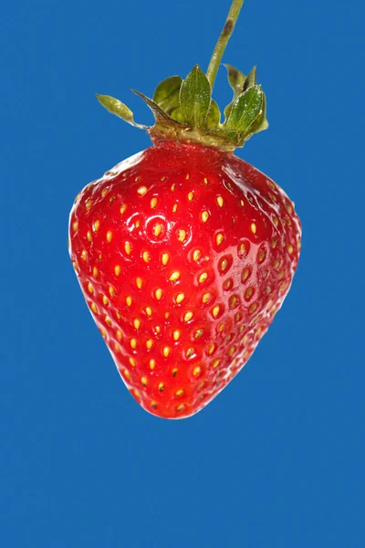 Czerwone dojrzałe świeże truskawki na niebiesko-niebieskim tle. — Zdjęcie stockowe
