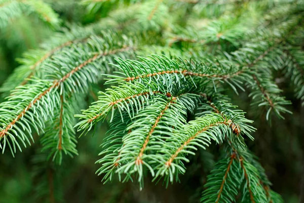 Green spruce branches as a background. Stock Photo