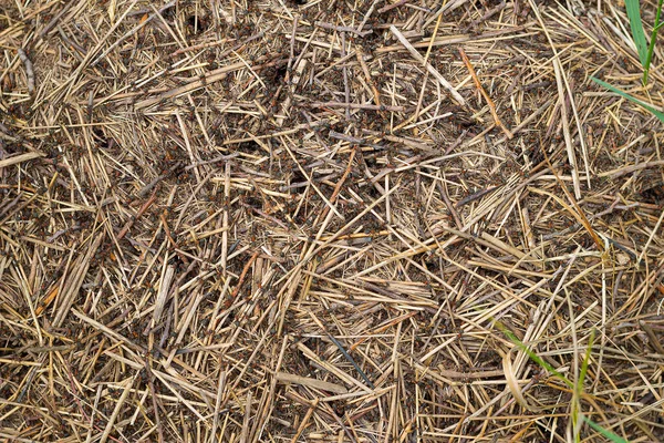Mrówki w mrowisku. — Zdjęcie stockowe