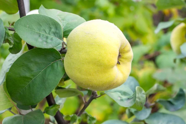 Tasty ripe juicy quince fruit on a branch — Stock Photo, Image