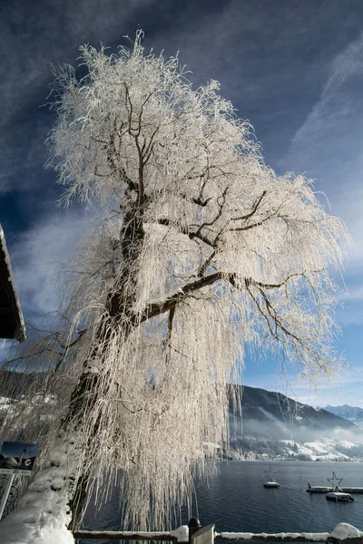 Ağaç göle Avusturya donmuş, Zell am See