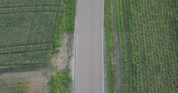 Vista aérea do carro vermelho dirigindo na estrada em um campo jovem — Vídeo de Stock