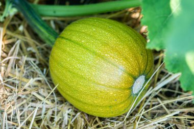 çiçek saman üzerinde genç büyüyen kabaklar kaynaklanıyor