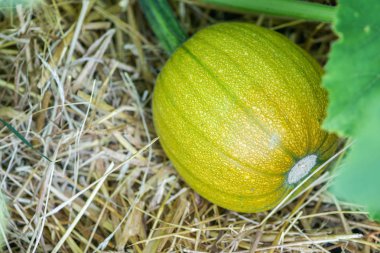 saman ile boşaltmak çiçekler genç büyüyen kabaklar kaynaklanıyor