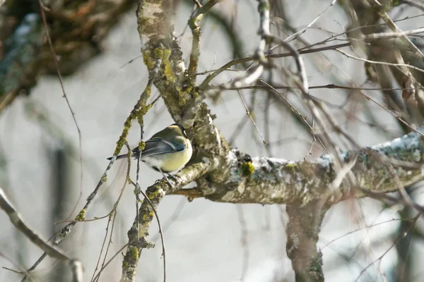 Pájaro llamado Goldfinch gran teta en una casa de madera — Foto de Stock