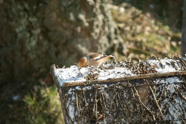 Hawfinch μεγάλο tit σε ένα ξύλινο σπίτι — Φωτογραφία Αρχείου