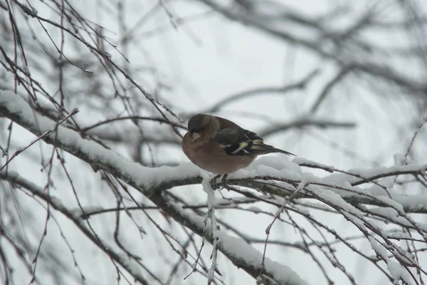 Habicht, Coccothraustes Coccothraustes sitzt in einem Baum — Stockfoto