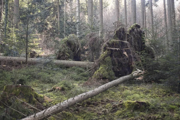 Un grand arbre mince est tombé lors de la dernière tempête — Photo