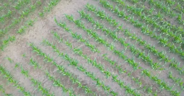 Prise de vue aérienne de la maturation des champs de soja au printemps, rotation — Video