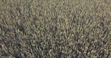 Genç Mısır Yeşil Tarlası. Hava Aracı Görüntüsü