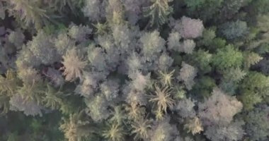 Drone yaz aylarında karışık üzerinde üst görünümü sinek aşağı havadan vurdu