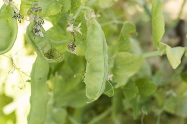 Tarlada yetişen bezelye Sebze Bahçesi