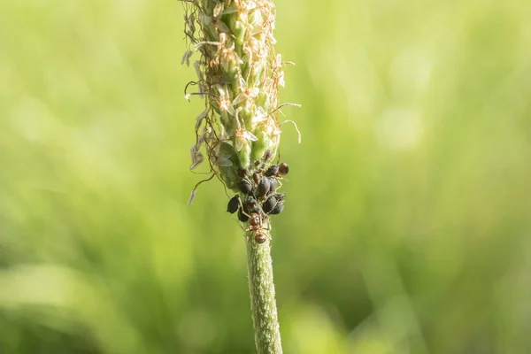 karıncalar ve yaprak bitleri bir ribwort plantain üzerinde