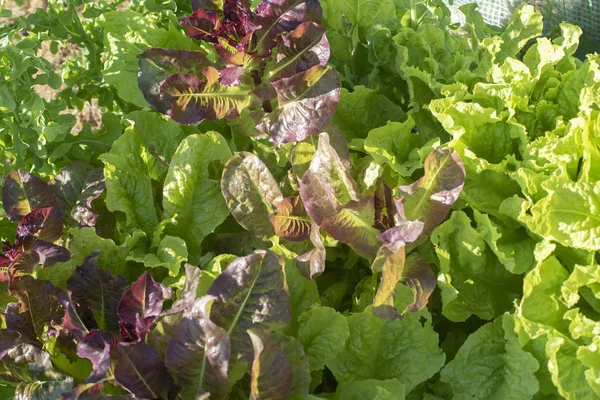 A variety of green and red salat and vegetable in the garden — Stock Photo, Image