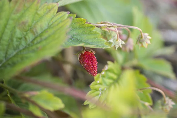 Sahte çilek meyvesi, Duchesnea indica. bulanık