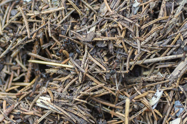 Ants nest on the ground, house of ants on the lawn, Selective focus, close up.