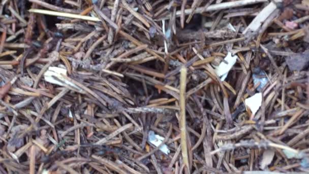 Collina di formiche selvatiche nel bosco primo piano. Video con bassa profondità di campo — Video Stock