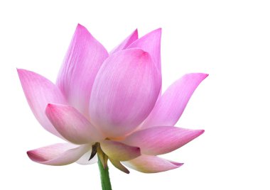 Pembe lotus çiçek yüksek çözünürlüklü beyaz arka plan üzerinde izole kapatmak.