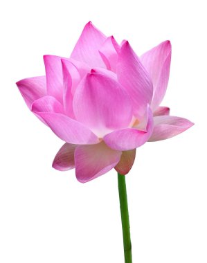 Pembe lotus çiçek yüksek çözünürlüklü beyaz arka plan üzerinde izole kapatmak.