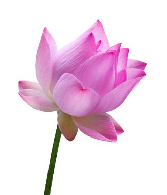 Pembe lotus çiçek yüksek çözünürlüklü beyaz arka plan üzerinde izole kapatmak.