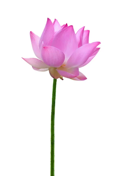 Закрыть Розовый Цветок Лотоса Высокое Разрешение Изолированы Белом Фоне — стоковое фото