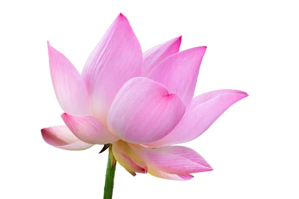 Gros Plan Fleur Lotus Rose Haute Résolution Isolé Sur Fond — Photo