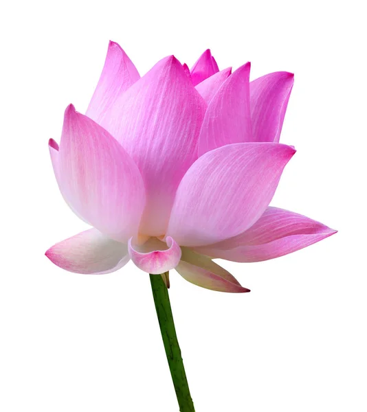 Close Pink Lotus Flower High Resolution Isolated White Background — Stock Photo, Image