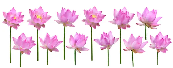 Закрыть Розовый Цветок Лотоса Высокое Разрешение Изолированы Белом Фоне — стоковое фото