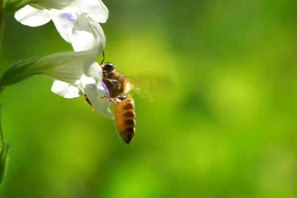 a Bee flying to the beautiful flower