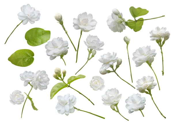 Flor de jasmim isolada no fundo branco, símbolo da mãe — Fotografia de Stock