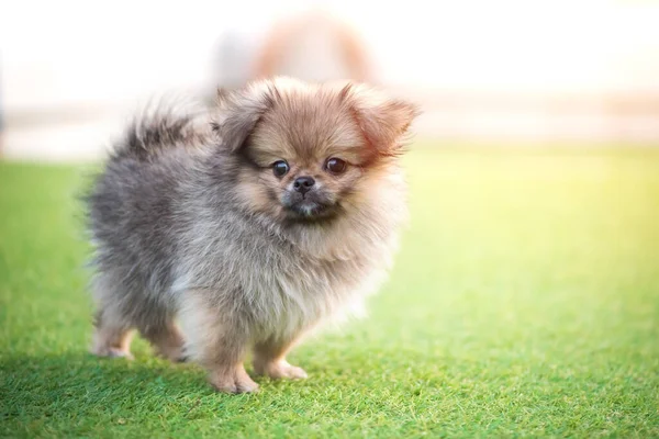 Roztomilá Štěňátka Pomeranian Smíšené Plemeno Pekingský Pes Stojící Trávě — Stock fotografie