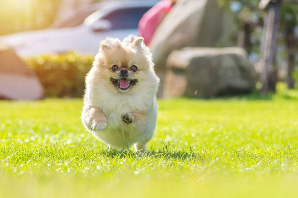 Cachorros Bonitos Pomeranian Misto Raça Pekingese Cão Executado Grama Com — Fotografia de Stock