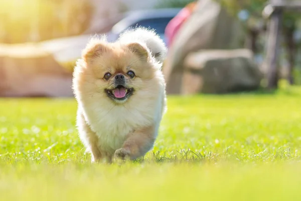 Şirin Köpek Yavruları Pomeranya Melezi Pekin Köpeği Çimlerde Mutlulukla Koşar — Stok fotoğraf