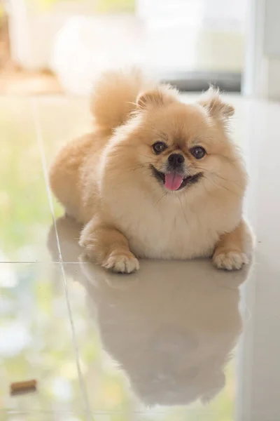 Roztomilá Štěňátka Pomeranian Smíšené Plemeno Pekingský Pes Sedí Mramorové Podlaze — Stock fotografie