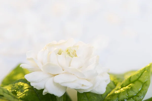 Jasmim Símbolo Flor Dia Mãe Tailândia — Fotografia de Stock